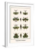 Praying Mantis, Grasshoppers,-Albertus Seba-Framed Art Print