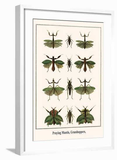 Praying Mantis, Grasshoppers,-Albertus Seba-Framed Art Print