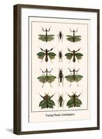 Praying Mantis, Grasshoppers,-Albertus Seba-Framed Art Print