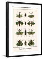 Praying Mantis, Grasshoppers,-Albertus Seba-Framed Art Print