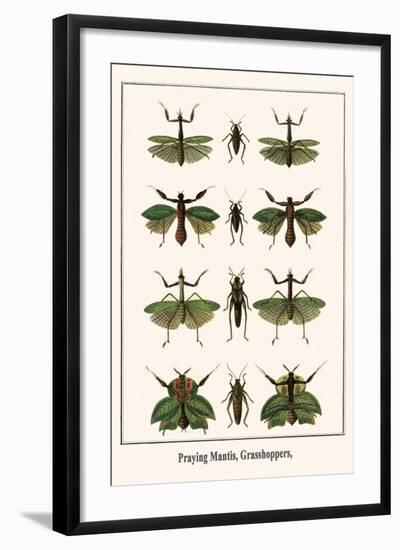 Praying Mantis, Grasshoppers,-Albertus Seba-Framed Art Print