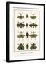 Praying Mantis, Grasshoppers,-Albertus Seba-Framed Art Print