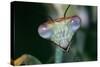 Praying Mantis Head Close-Up-null-Stretched Canvas