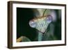 Praying Mantis Head Close-Up-null-Framed Photographic Print