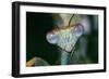 Praying Mantis Head Close-Up-null-Framed Photographic Print