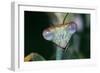 Praying Mantis Head Close-Up-null-Framed Photographic Print