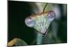 Praying Mantis Head Close-Up-null-Mounted Photographic Print