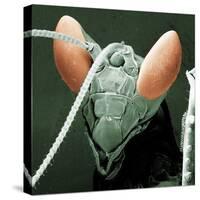 Praying Mantis Head-null-Stretched Canvas