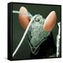 Praying Mantis Head-null-Framed Stretched Canvas