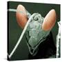 Praying Mantis Head-null-Stretched Canvas