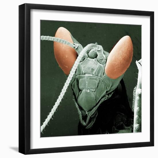Praying Mantis Head-null-Framed Premium Photographic Print