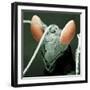 Praying Mantis Head-null-Framed Premium Photographic Print