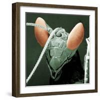 Praying Mantis Head-null-Framed Photographic Print