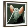 Praying Mantis Head-null-Framed Photographic Print