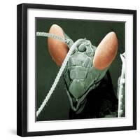 Praying Mantis Head-null-Framed Photographic Print