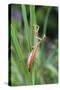 Praying Mantis Hides in Long Grasses-Andrey Zvoznikov-Stretched Canvas