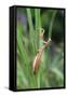 Praying Mantis Hides in Long Grasses-Andrey Zvoznikov-Framed Stretched Canvas