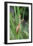 Praying Mantis Hides in Long Grasses-Andrey Zvoznikov-Framed Photographic Print