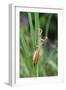 Praying Mantis Hides in Long Grasses-Andrey Zvoznikov-Framed Photographic Print