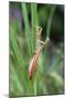 Praying Mantis Hides in Long Grasses-Andrey Zvoznikov-Mounted Photographic Print