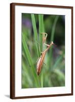 Praying Mantis Hides in Long Grasses-Andrey Zvoznikov-Framed Photographic Print