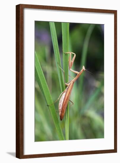 Praying Mantis Hides in Long Grasses-Andrey Zvoznikov-Framed Photographic Print