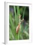 Praying Mantis Hides in Long Grasses-Andrey Zvoznikov-Framed Photographic Print