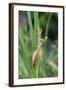 Praying Mantis Hides in Long Grasses-Andrey Zvoznikov-Framed Photographic Print