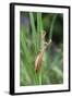 Praying Mantis Hides in Long Grasses-Andrey Zvoznikov-Framed Photographic Print