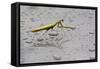 Praying Mantis Insect Photo Poster-null-Framed Stretched Canvas