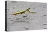 Praying Mantis Insect Photo Poster-null-Stretched Canvas