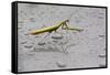 Praying Mantis Insect Photo Poster-null-Framed Stretched Canvas