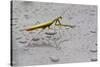Praying Mantis Insect Photo Poster-null-Stretched Canvas
