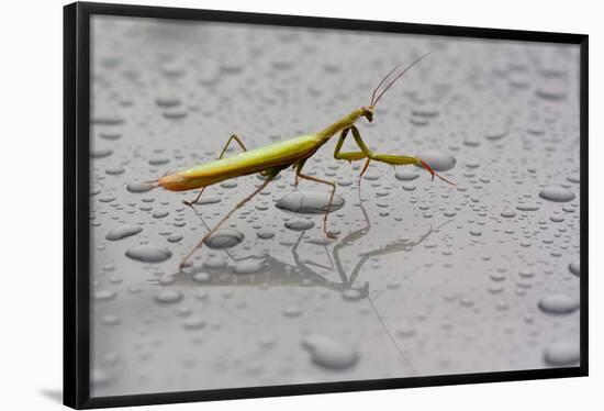 Praying Mantis Insect Photo Poster-null-Framed Poster