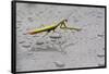 Praying Mantis Insect Photo Poster-null-Framed Poster