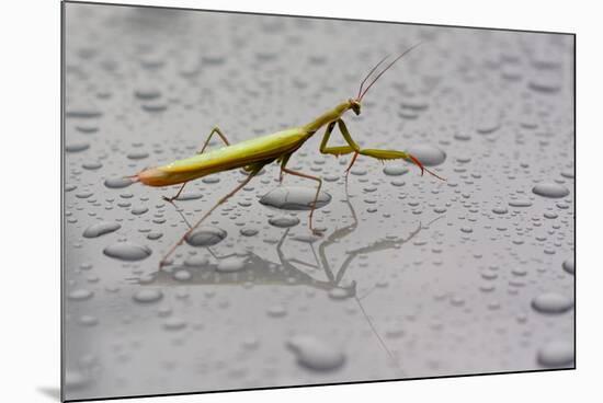 Praying Mantis Insect Photo Poster-null-Mounted Poster