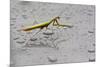 Praying Mantis Insect Photo Poster-null-Mounted Poster