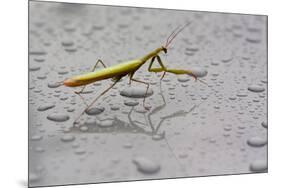 Praying Mantis Insect Photo Poster-null-Mounted Poster