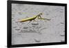 Praying Mantis Insect Photo Poster-null-Framed Poster