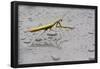 Praying Mantis Insect Photo Poster-null-Framed Poster
