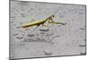 Praying Mantis Insect Photo Poster-null-Mounted Poster