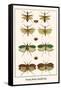 Praying Mantis, Katydid, Bug-Albertus Seba-Framed Stretched Canvas