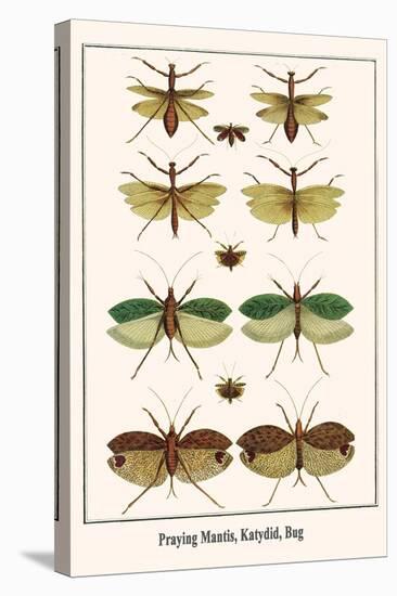 Praying Mantis, Katydid, Bug-Albertus Seba-Stretched Canvas