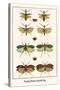 Praying Mantis, Katydid, Bug-Albertus Seba-Stretched Canvas