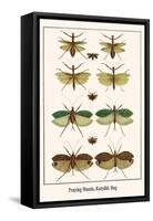 Praying Mantis, Katydid, Bug-Albertus Seba-Framed Stretched Canvas