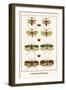 Praying Mantis, Katydid, Bug-Albertus Seba-Framed Art Print