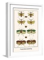 Praying Mantis, Katydid, Bug-Albertus Seba-Framed Art Print