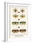 Praying Mantis, Katydid, Bug-Albertus Seba-Framed Art Print