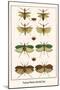 Praying Mantis, Katydid, Bug-Albertus Seba-Mounted Art Print