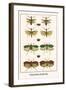 Praying Mantis, Katydid, Bug-Albertus Seba-Framed Art Print